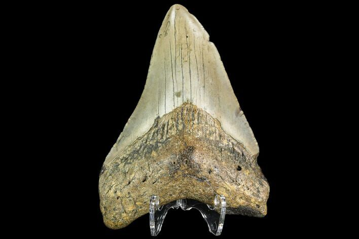 Fossil Megalodon Tooth - North Carolina #109534